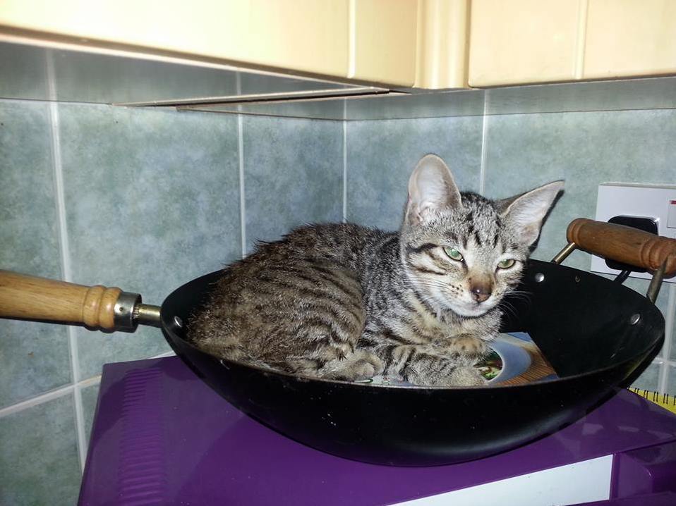 Chicken Fried Cat Anyone