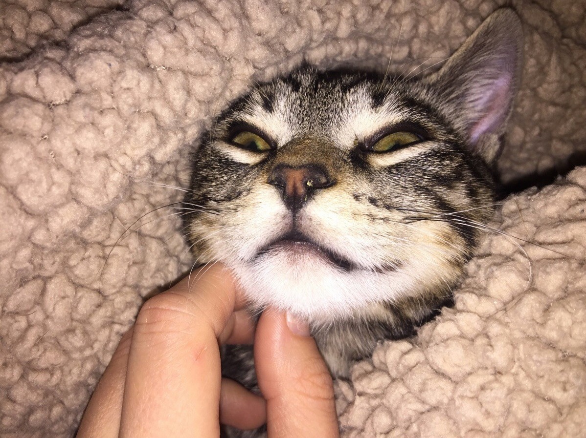 Chin Rubs