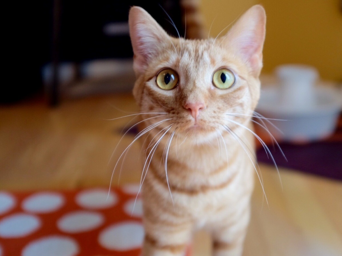 Clementine a Year Old Now