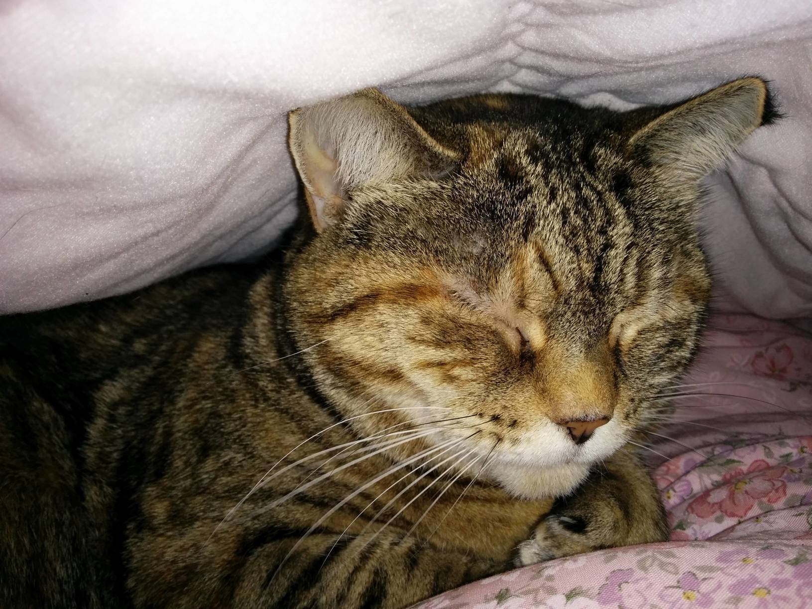 Cold Night Blanket