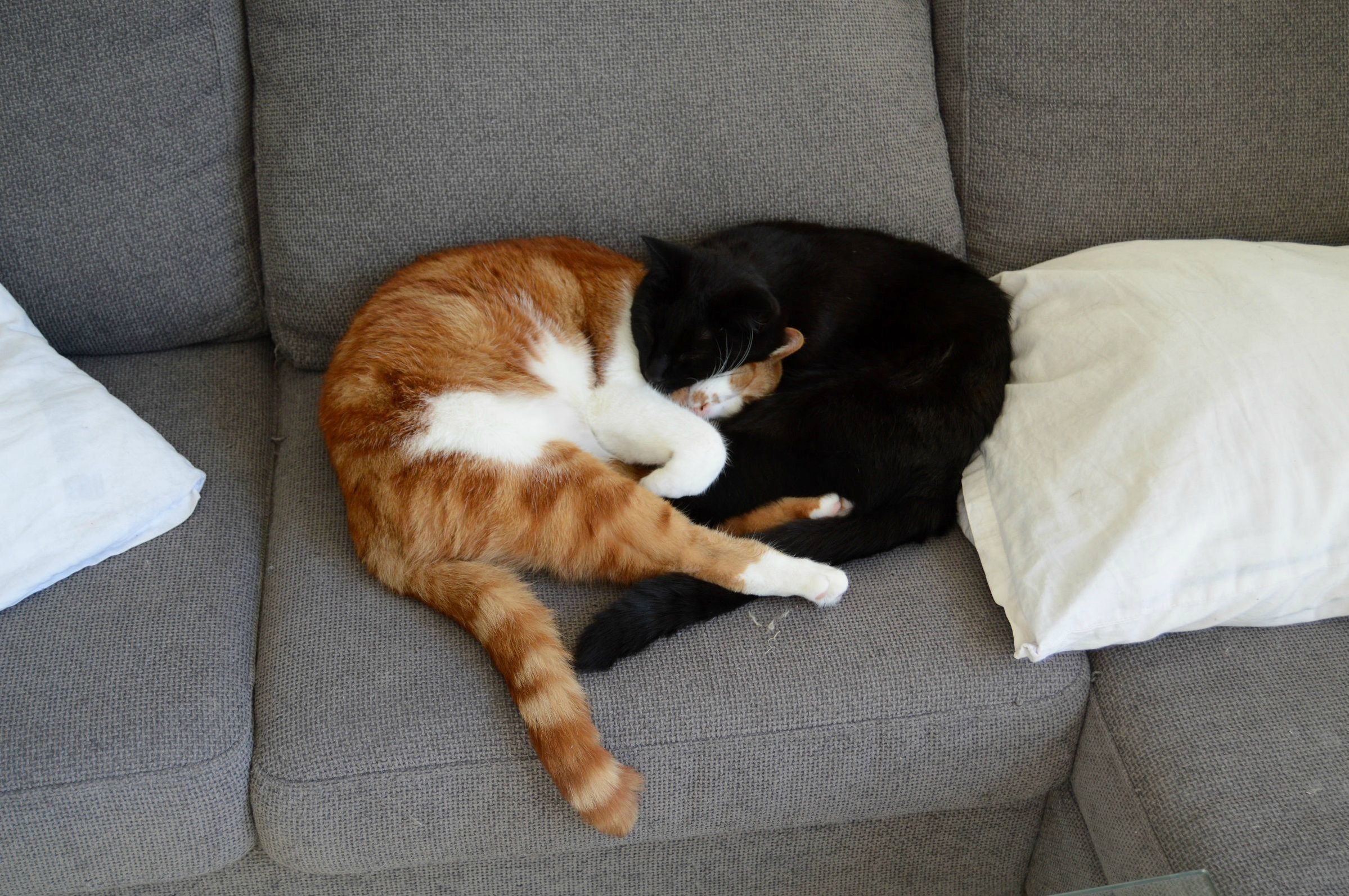 Comfy Cat Cuddles