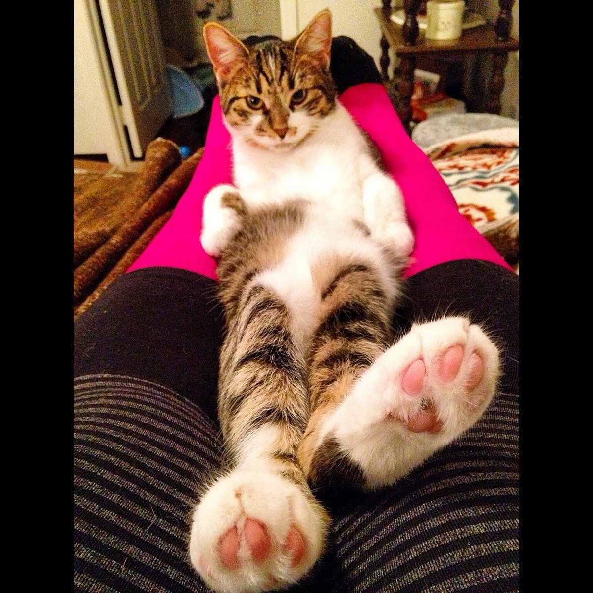 Comfy Kitten