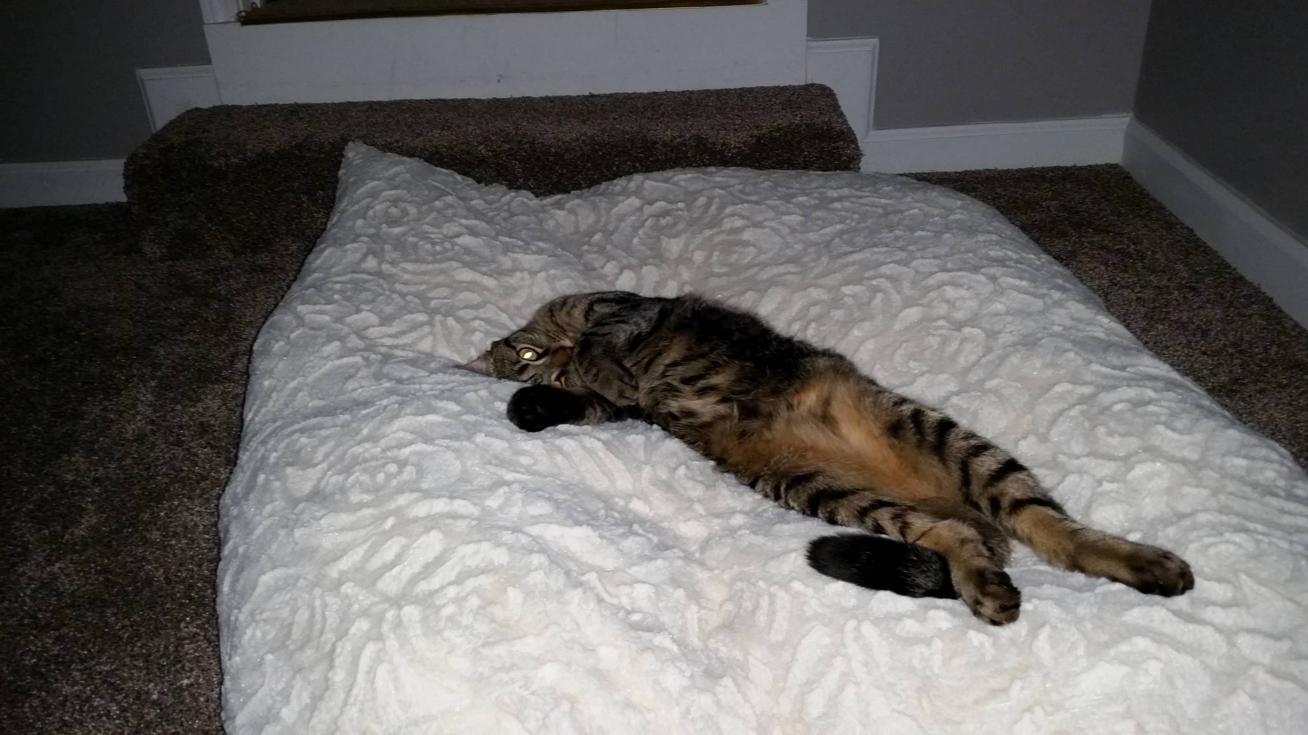 Comfy Kitty on Fluffy Pillow