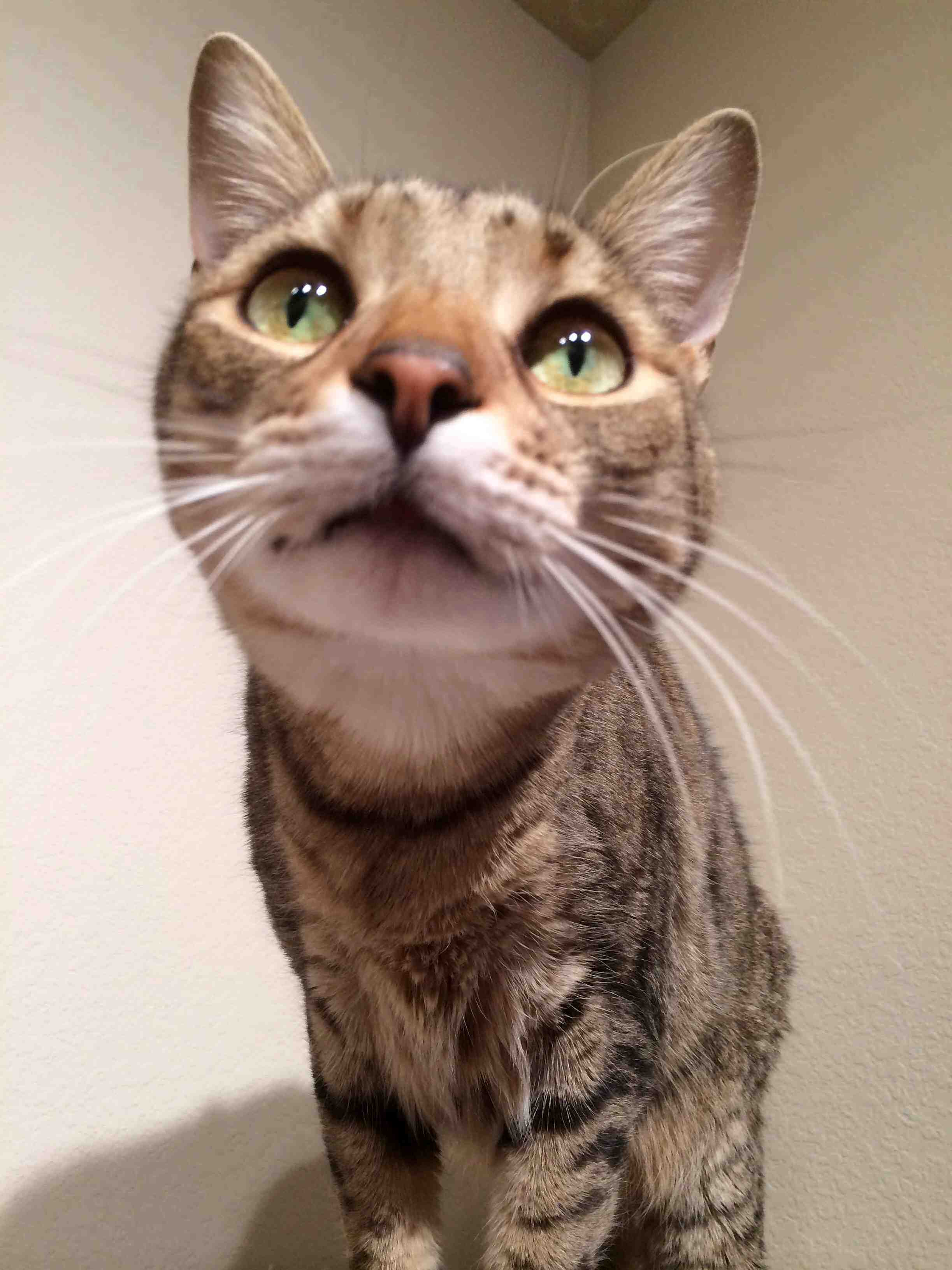 Curious Cat