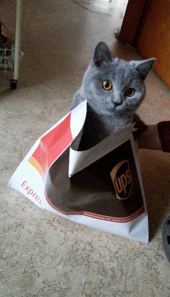 Cute Cat Free Delivery