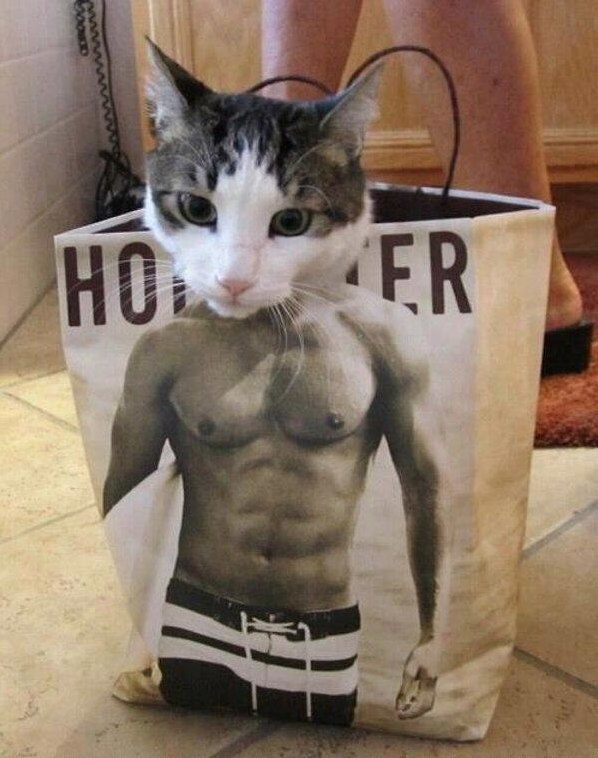 Cute Cat in a Bag