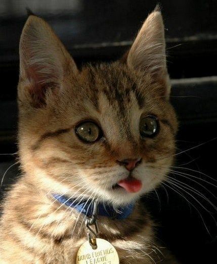 Cuteness Overload