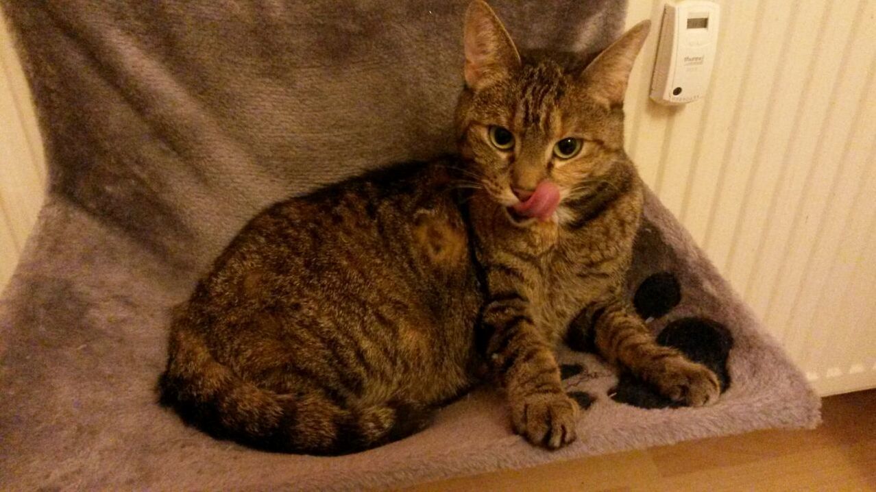 Dat Tongue Tho