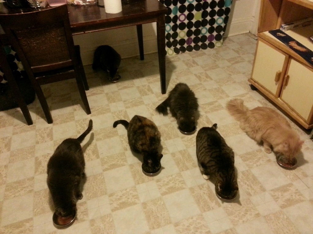 Dinner at My Crazy Cat Ladys Besties House One Is Missing