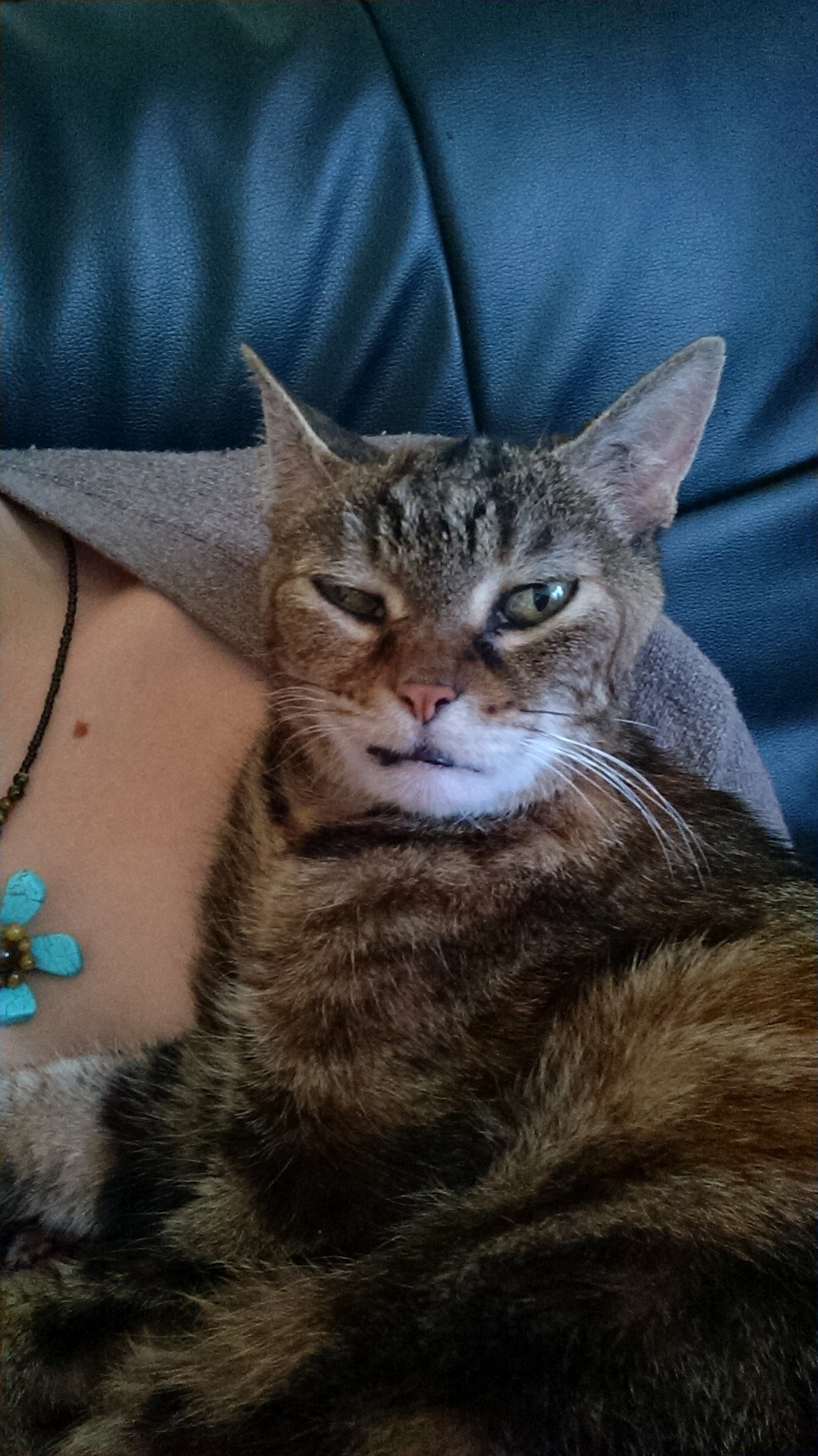 Dis Ma Cat