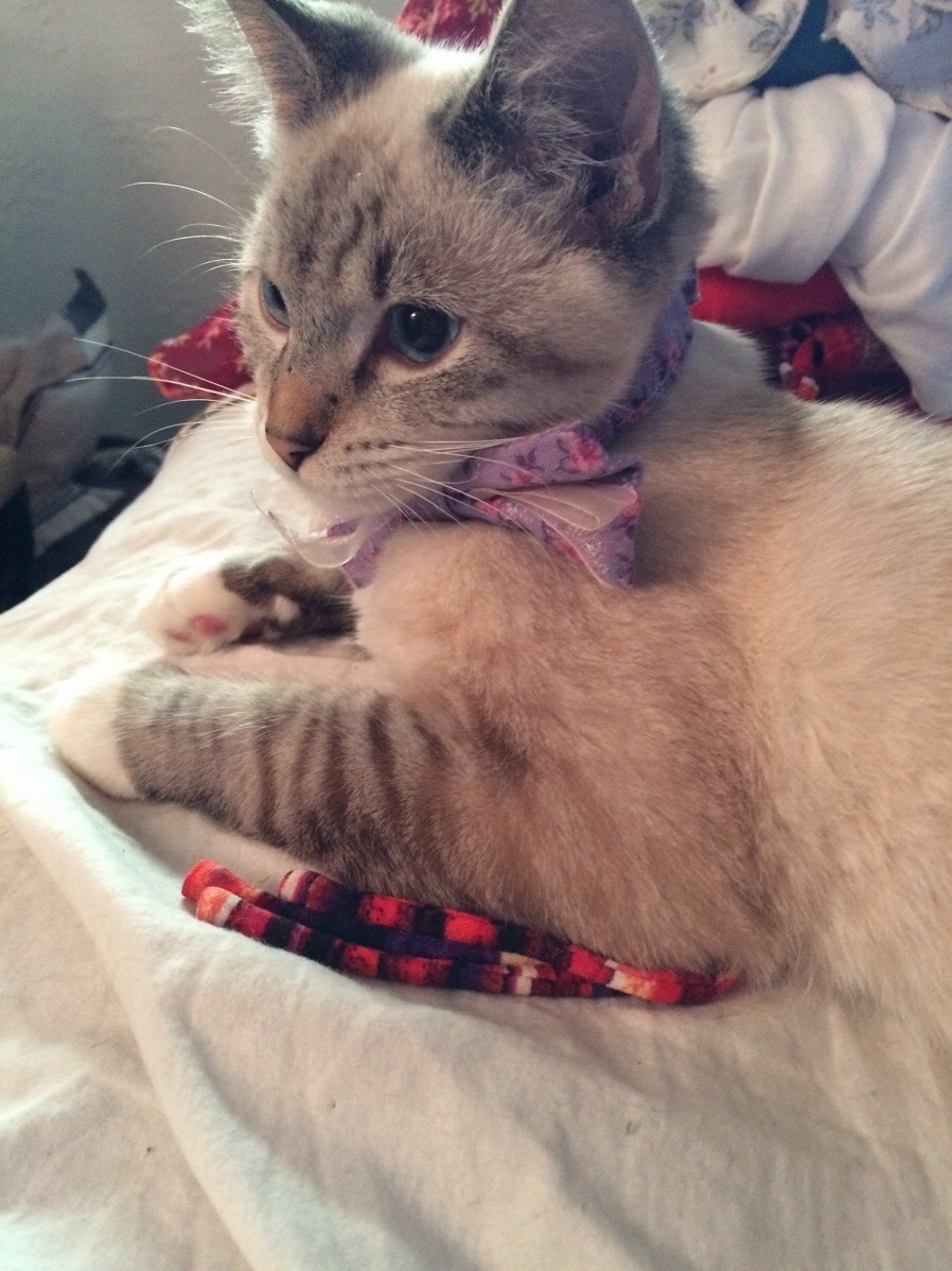 Do I Look Handsome in My Purple Bow