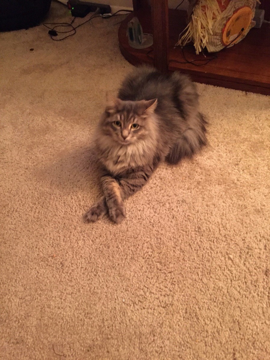 Do Your Cats Ever Relax Like This