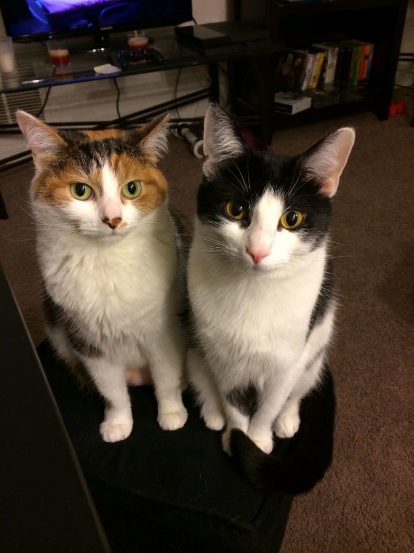 Double Trouble