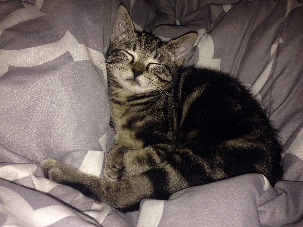 Dreaming About World Domination