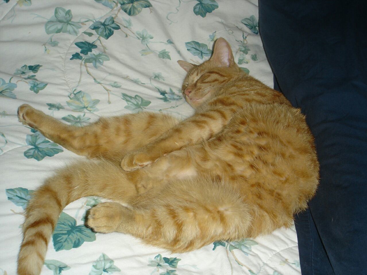 Dreaming of Kung Fu Fighting