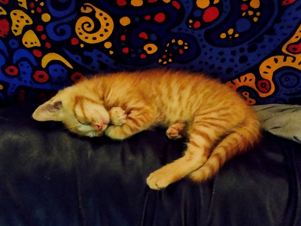 Dreaming Sweet Kitten Dreams Look at That Sweet Little Smile