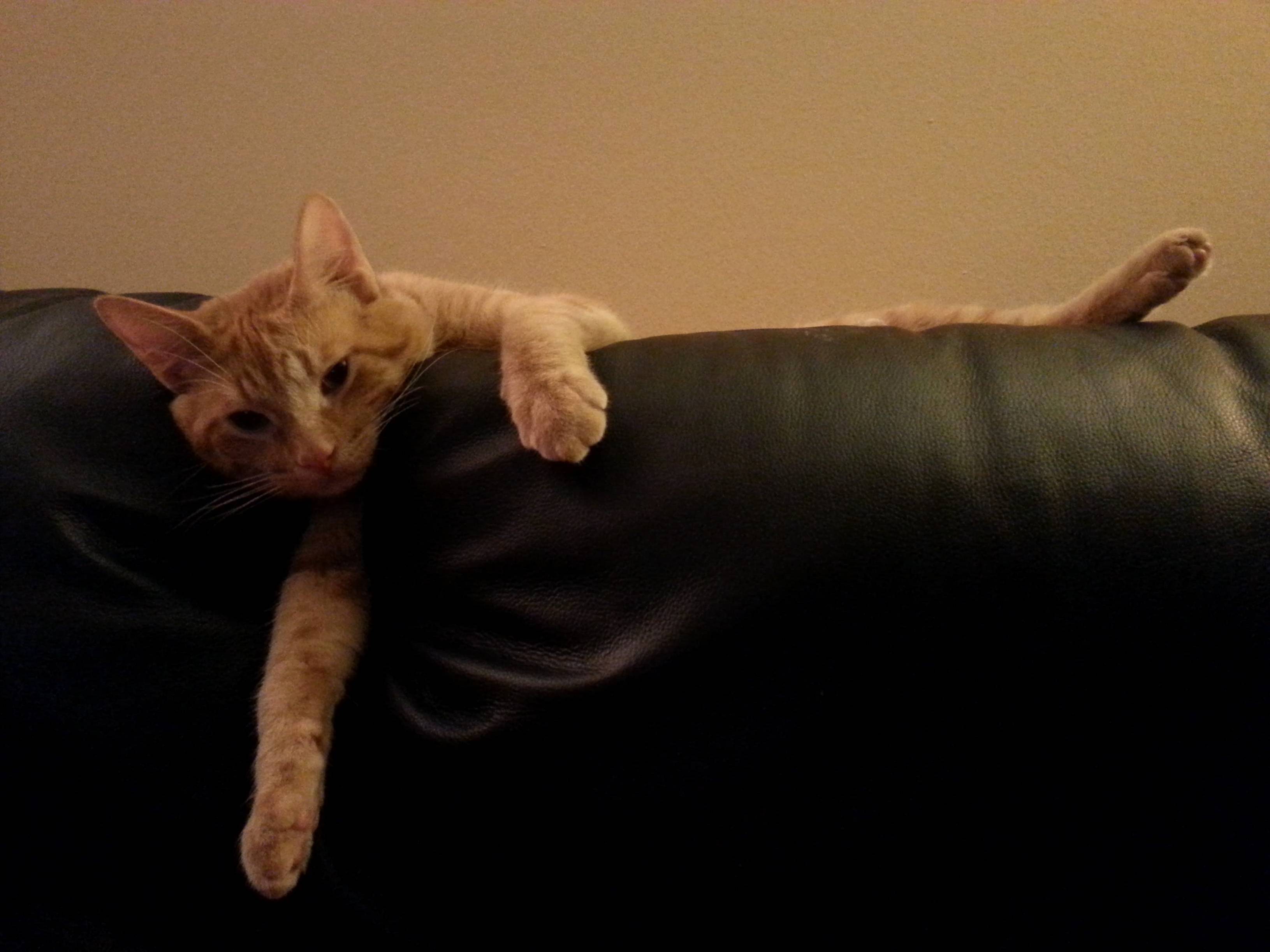 Drugged-up Kitty Post-surgery