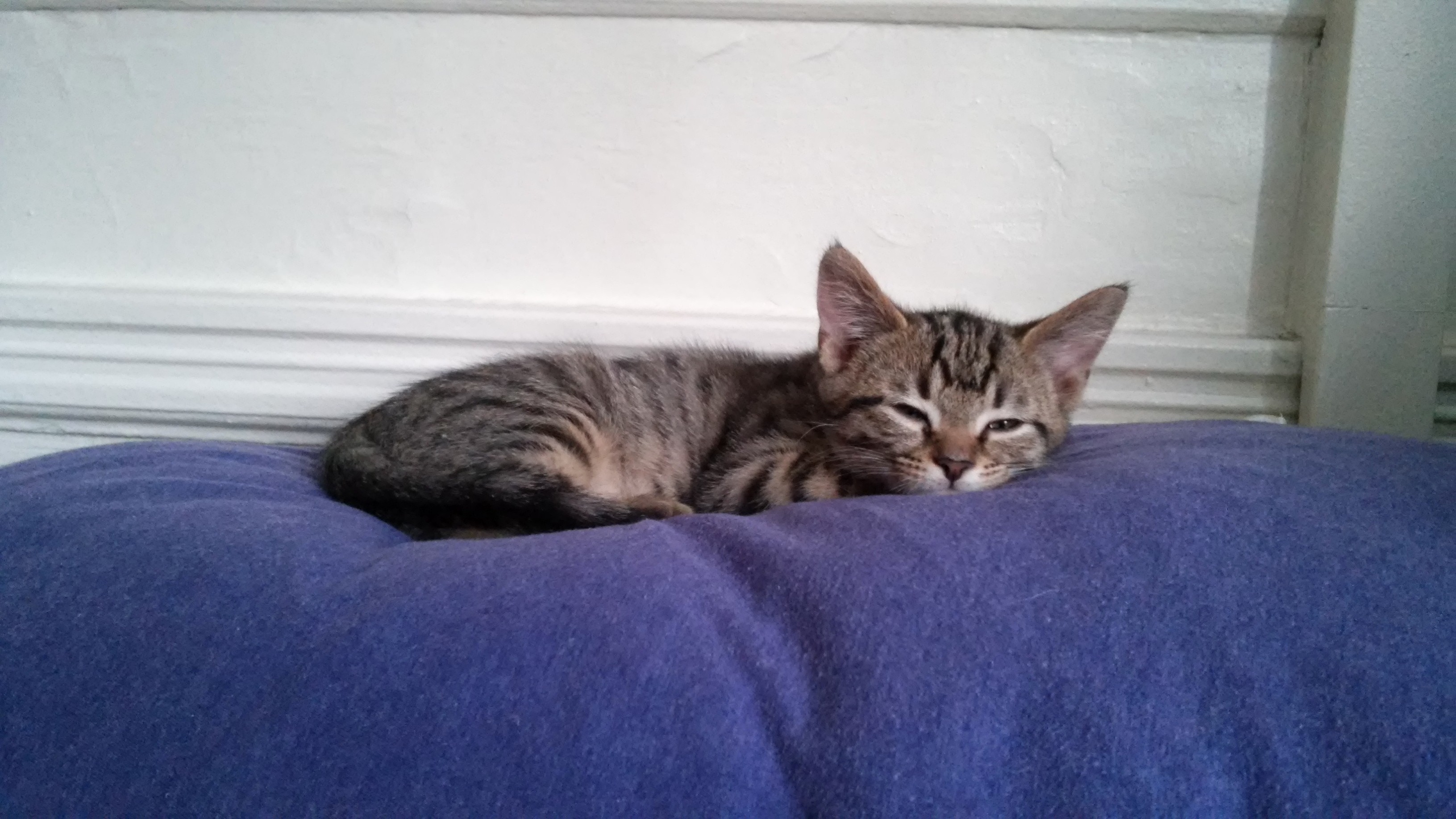Eight Weeks Old All He Needs Is a Name