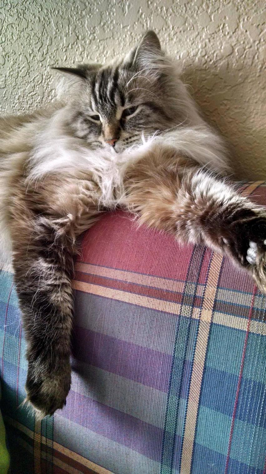 Even Though He Doesnt Really Fit Its Still His Favorite Spot