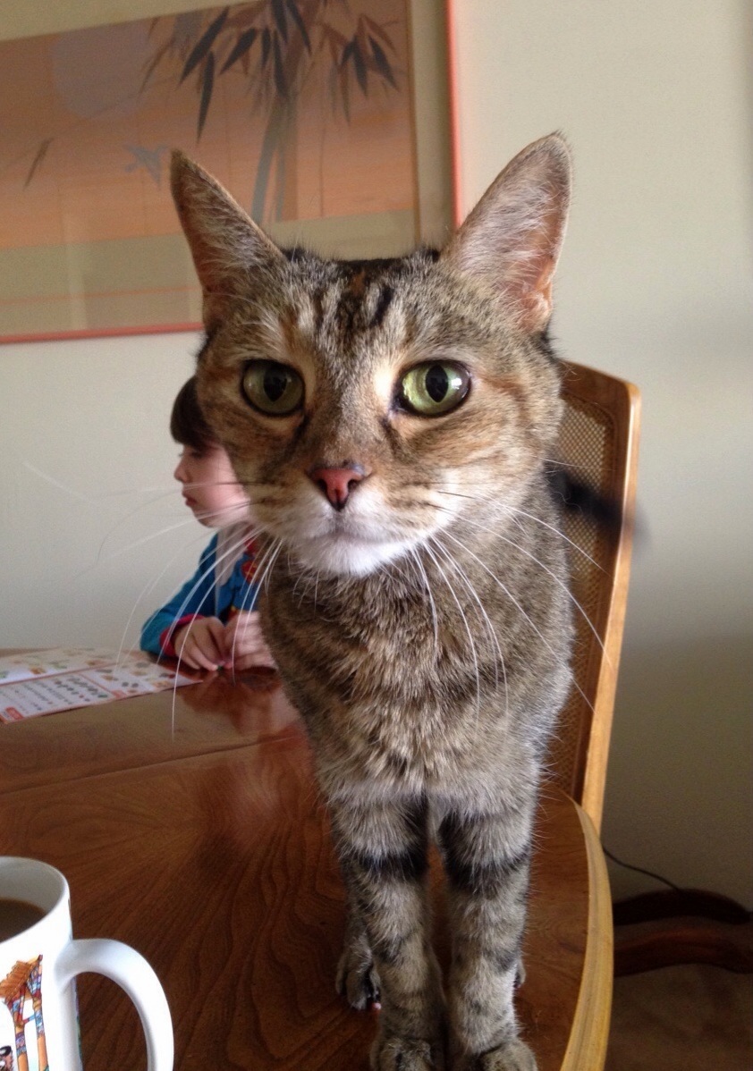 Every Year I Get to Visit This Now Spunky 14-year-old. Happy Thanksgiving You Old Girl