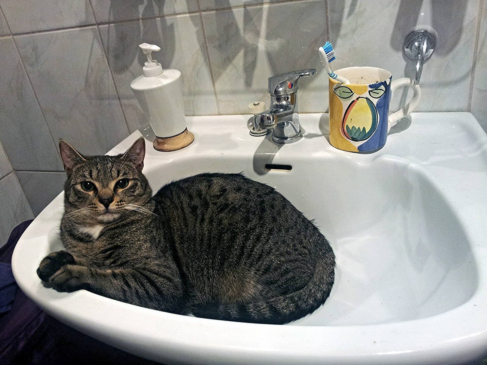 Figaro in a Sink