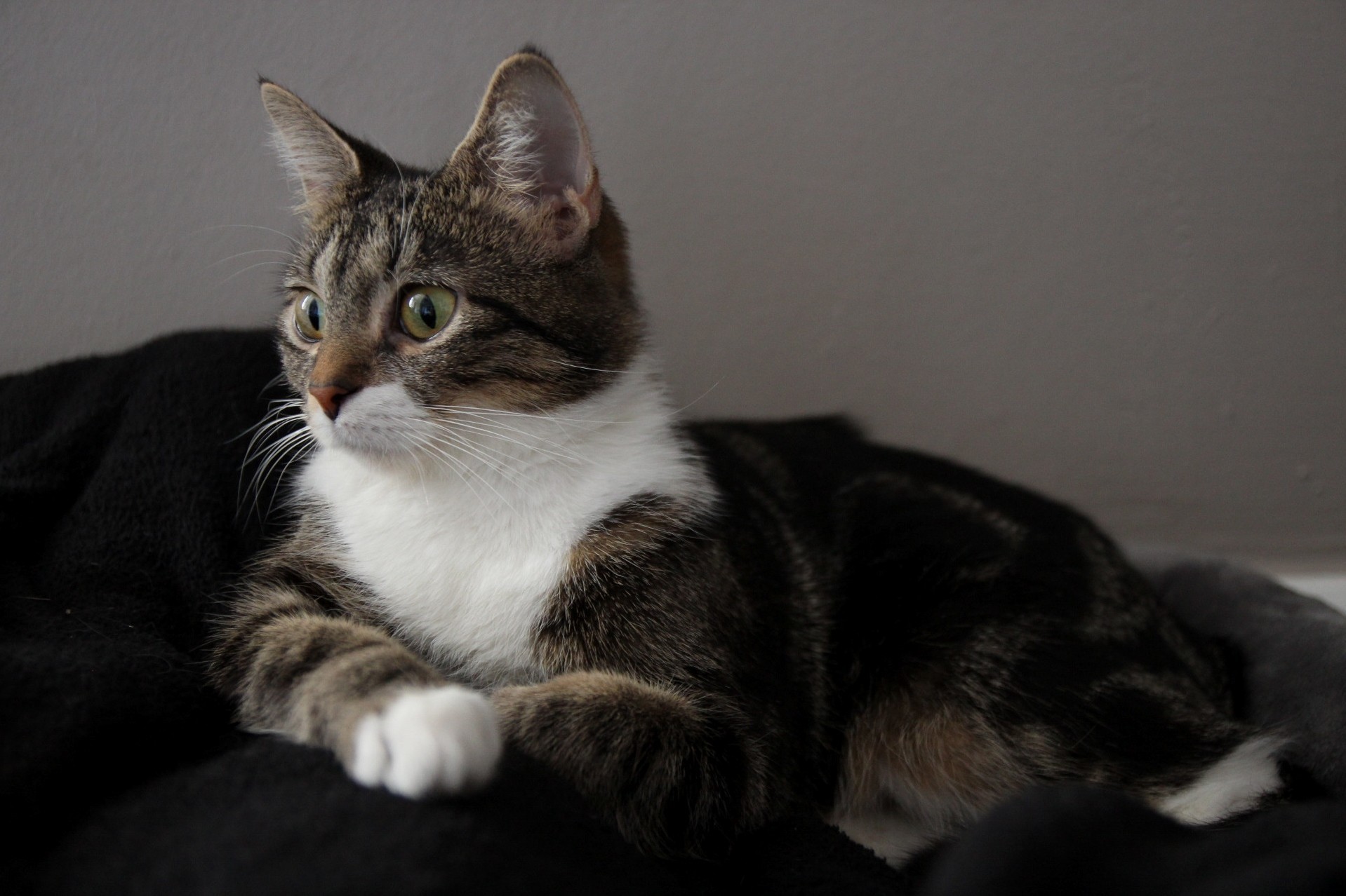 Figured ID Adopt a Cat from the Source. Found Her Right Here on .