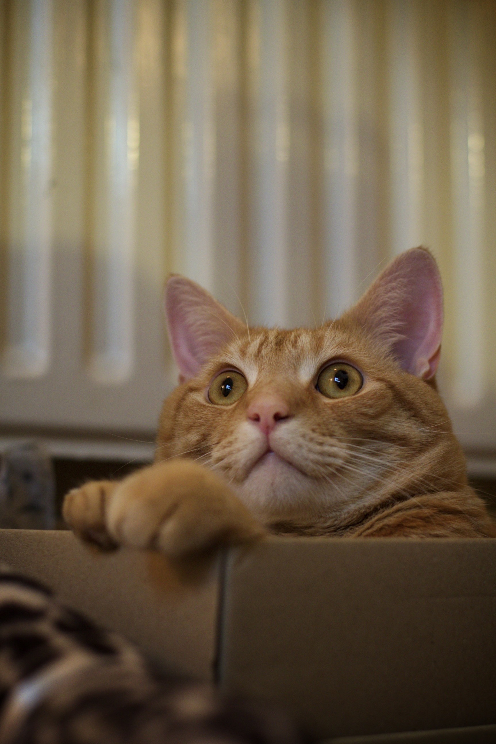 Finley Couldnt Take His Eyes Off the Cats on the Tv