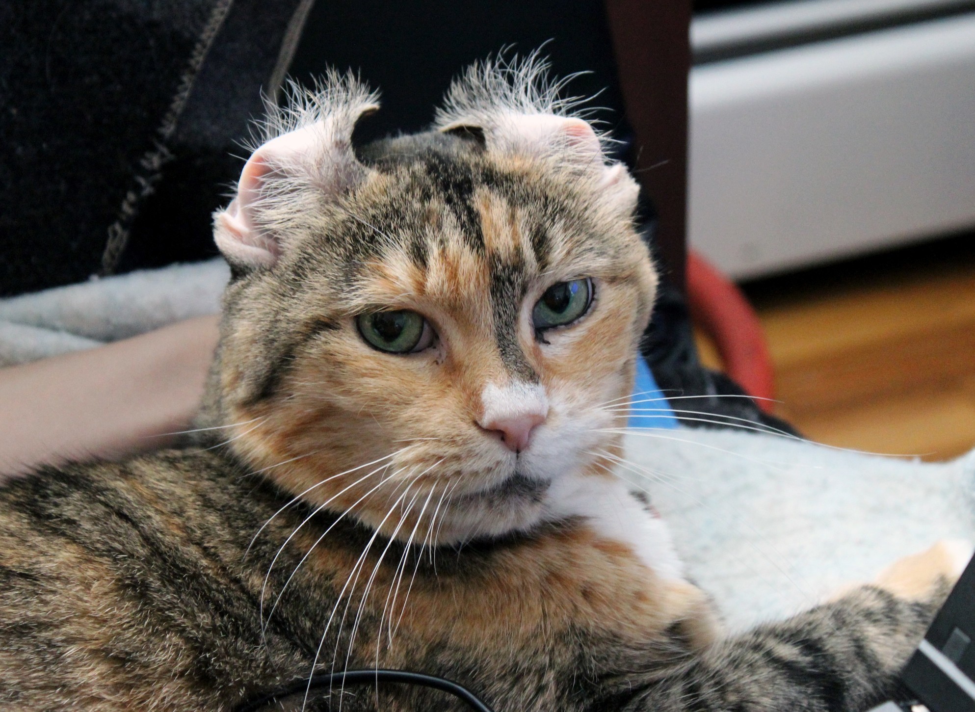 For a Good Laugh Flip Over Your Cats Ears.