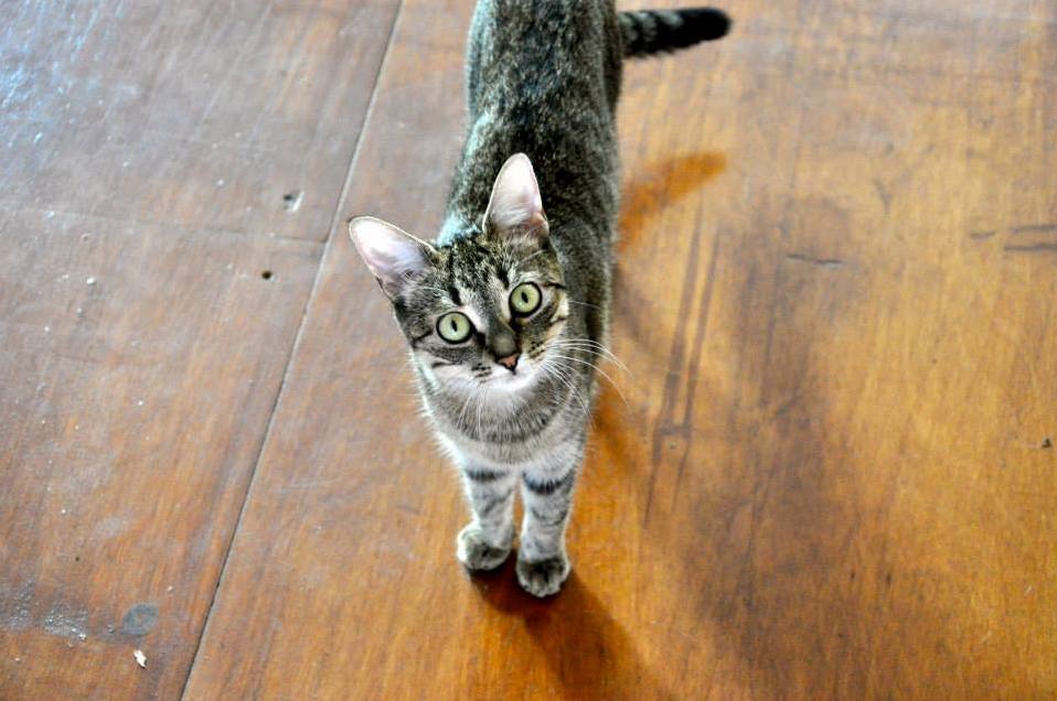 For Me Meet Rooster the Barn Cat Turned City Cat.