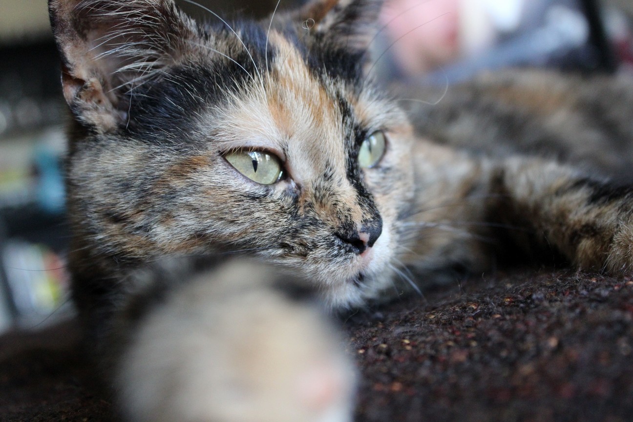Freaking Out Female Cat Got Spayed and Wont Stay Calm