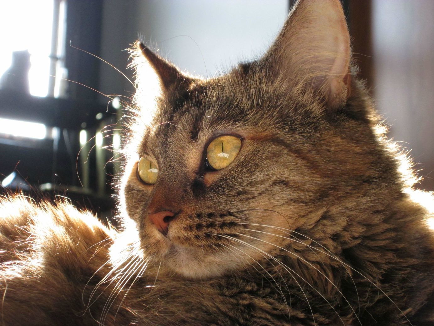 Fruitloops Pretty Eyes