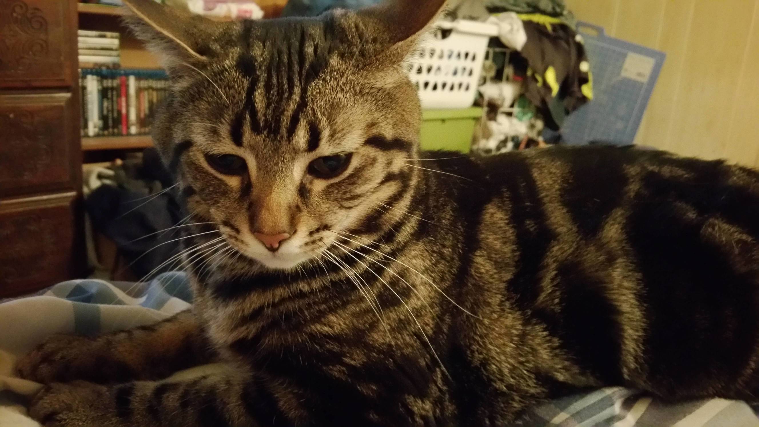 Gimli Seems Irritated but Really Wants to Cuddle. and Cuddling Only Happens When He Wants To.