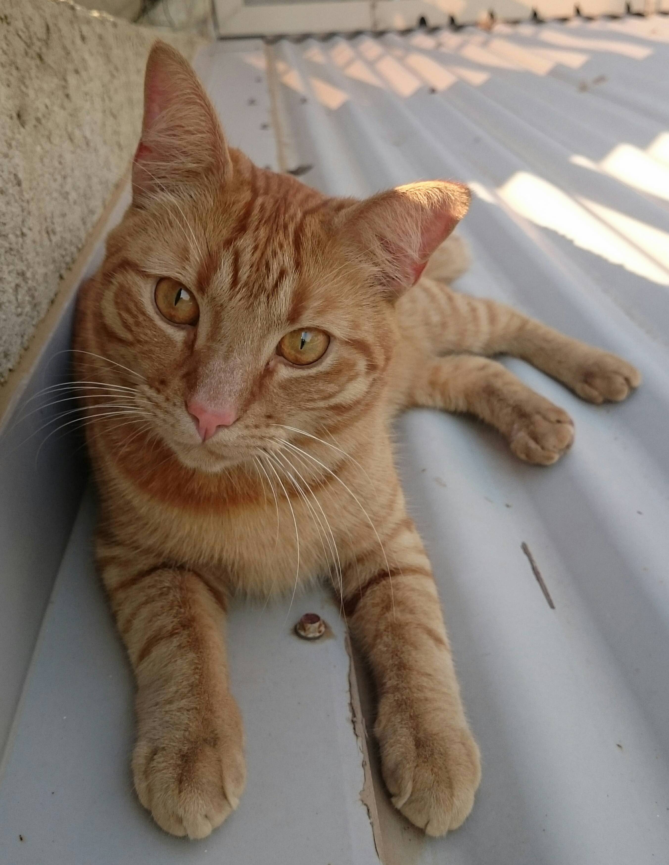 Gin Gin Just Chilling on the Roof