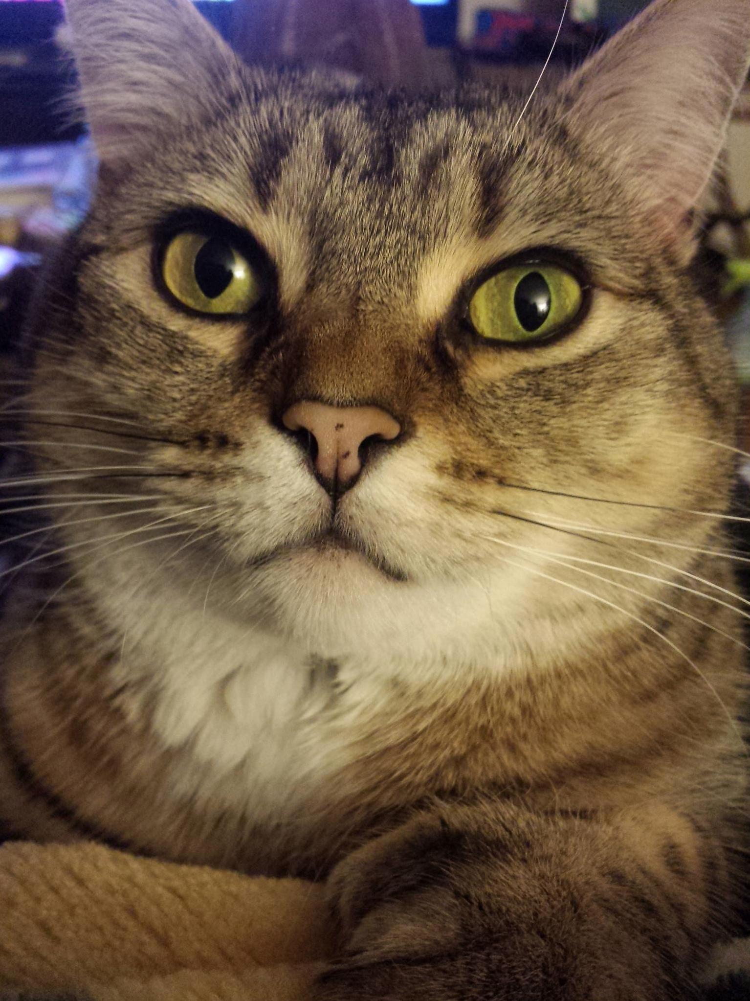 Glamour Shots Brought to You by Veda