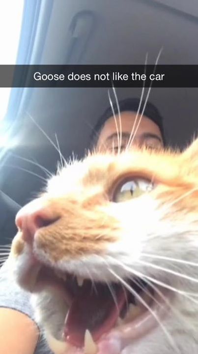 Goose Does Not Like the Car