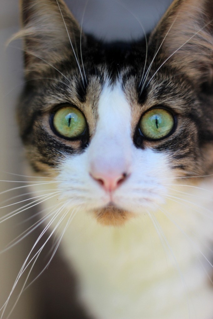 Gorgeous Green Eyes