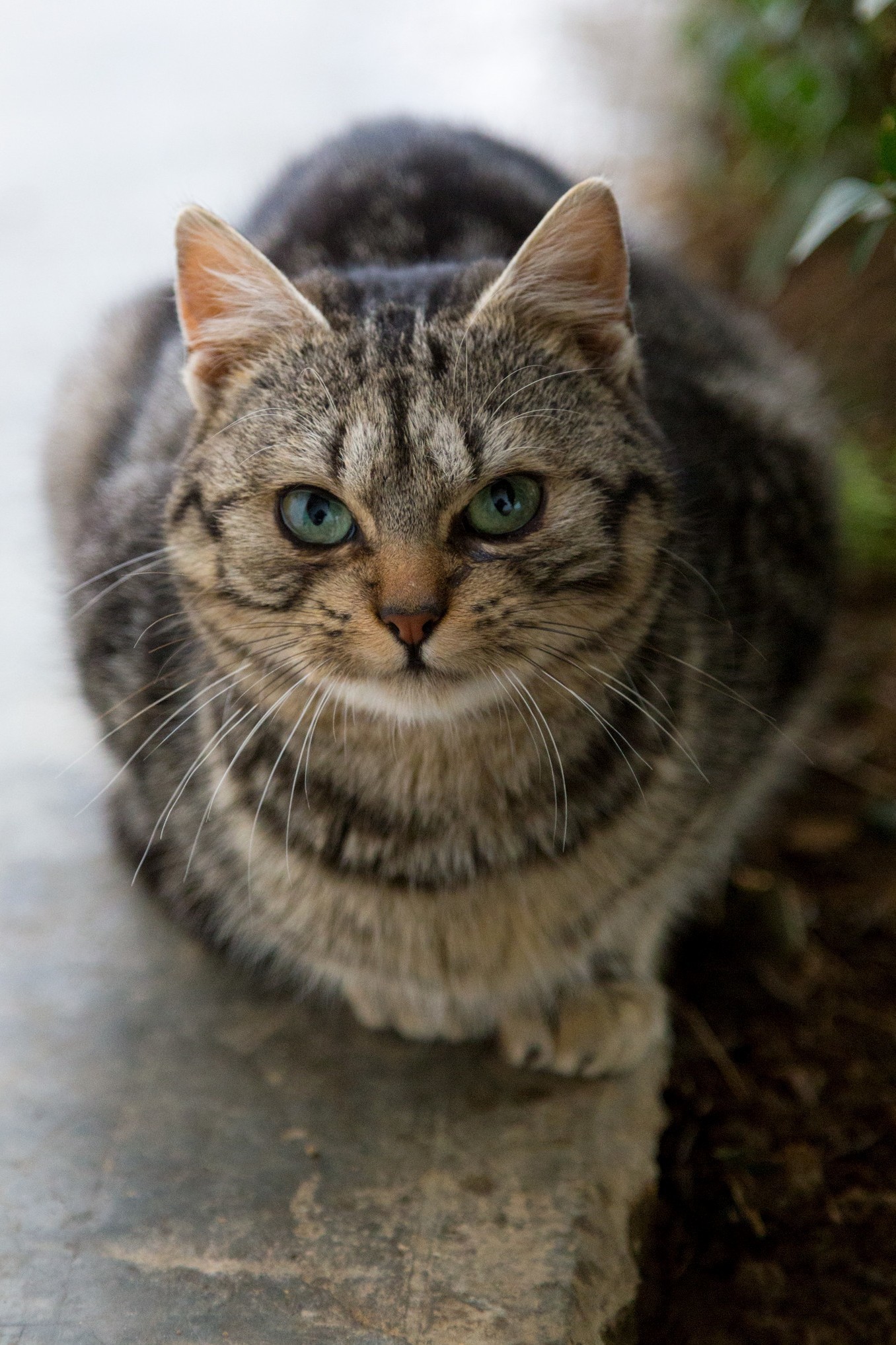 Grandmas Cat Manolo. Such a Sweet Little Guy