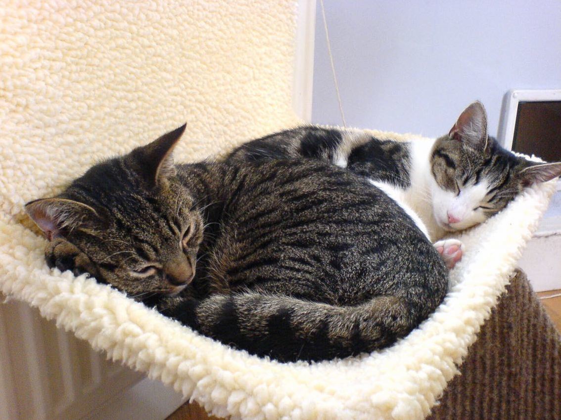 Gus and Zoe aka Gooey and Zozzle
