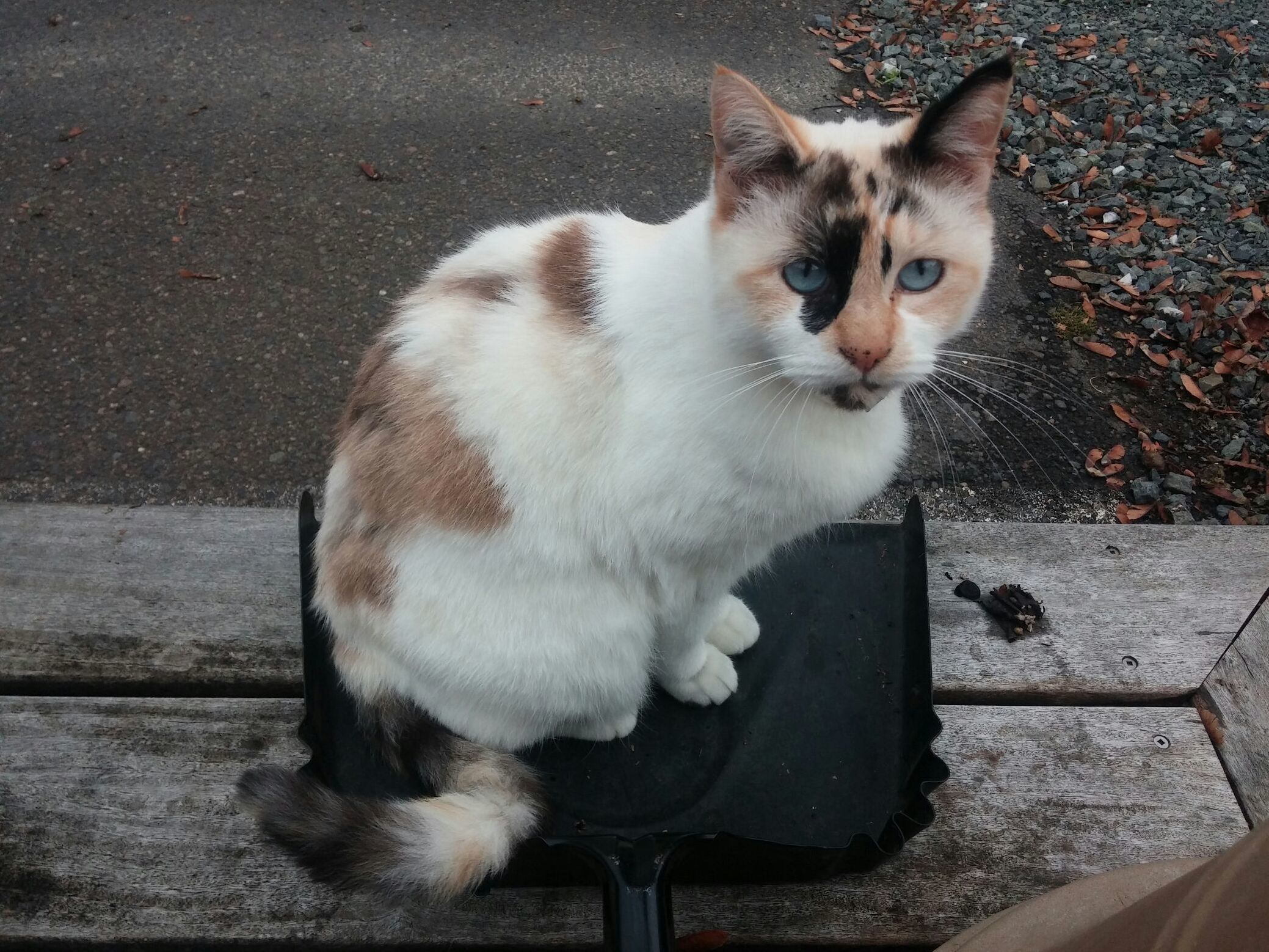 Gypsy Demands That I Pet Her Before I Sweep