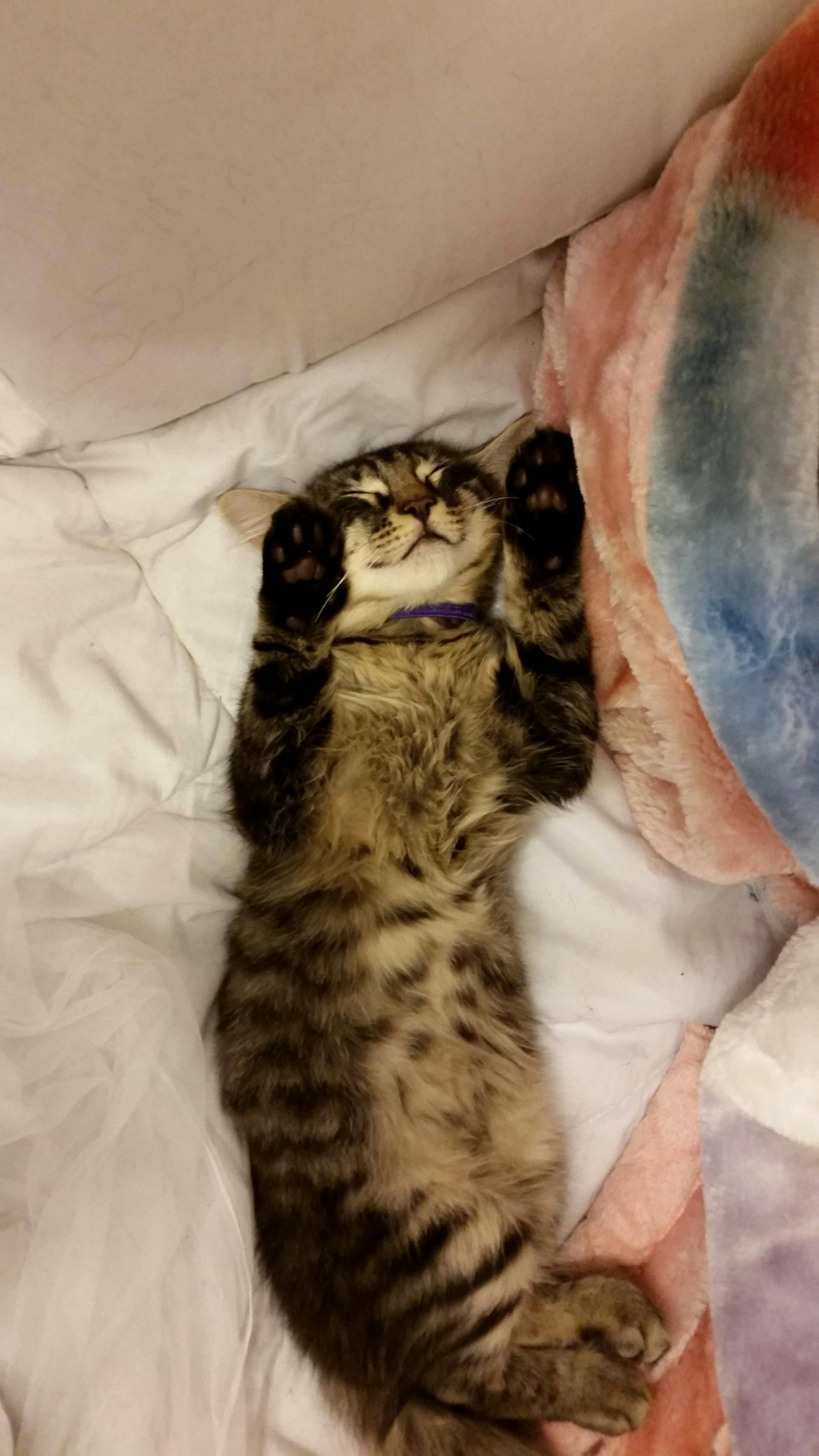 Harley Always Looks So Happy When He Sleeps