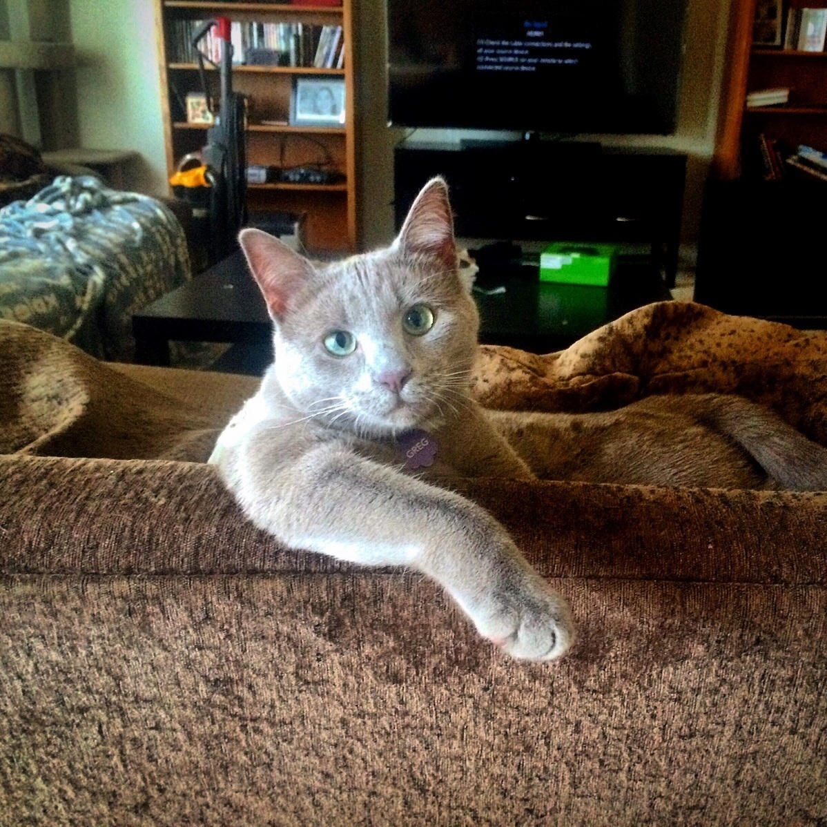 He Doesnt Always Lay on the Couch but When He Does He Lays Like This. He Is... the Most Interesting Cat in the World.