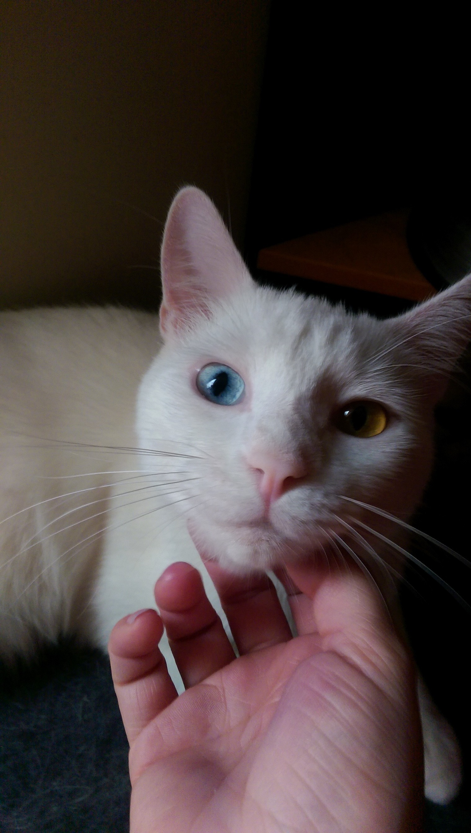 He Loves Chin Scratches.