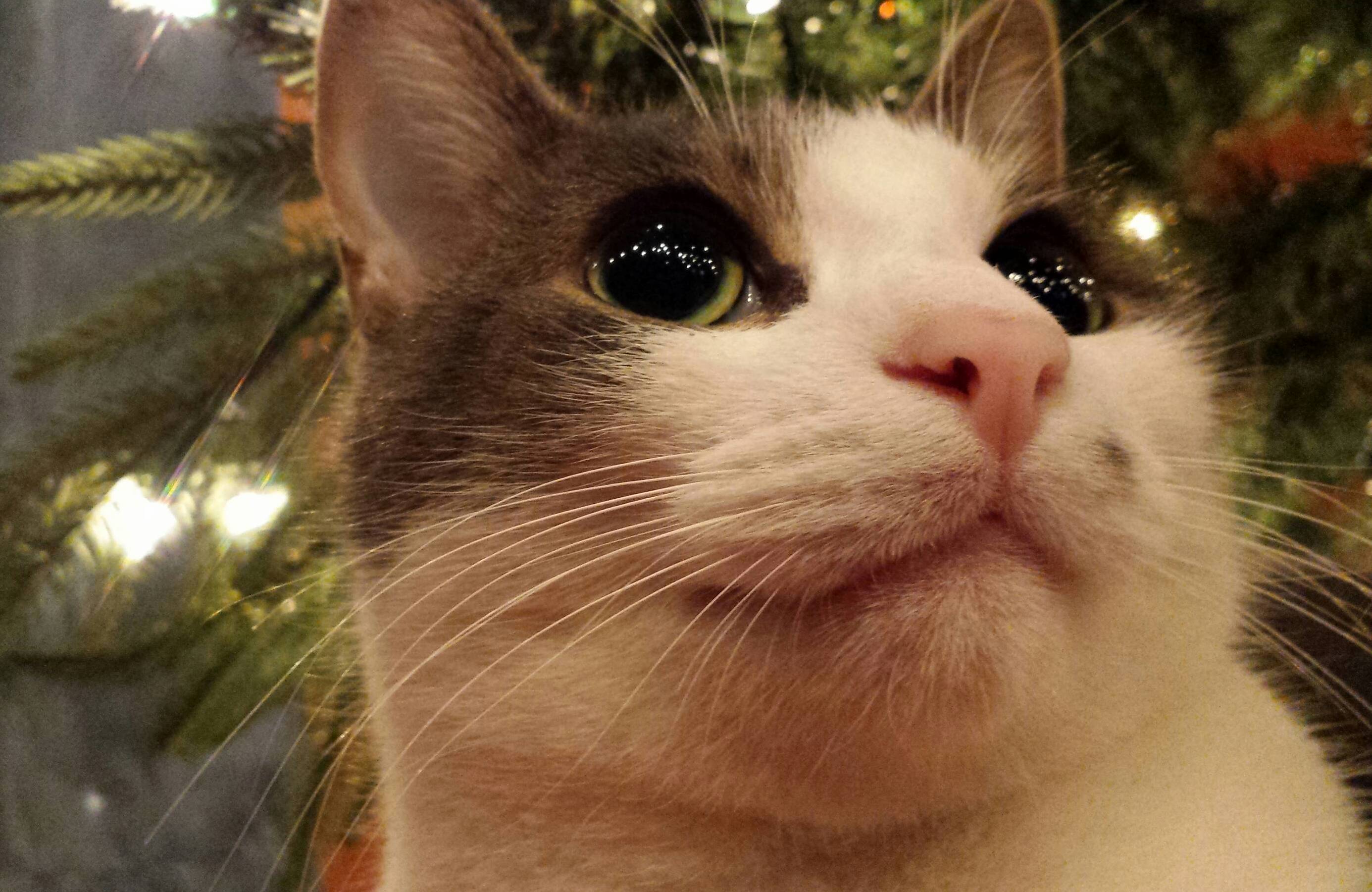 He Loves Sitting Under the Tree