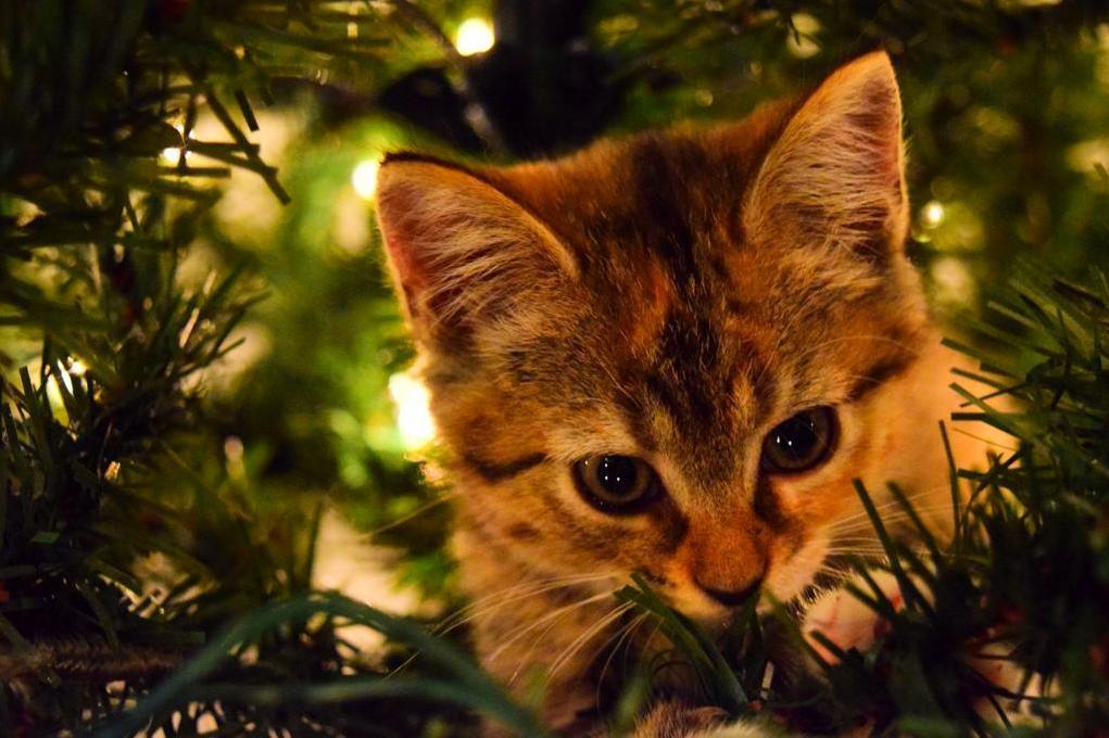 Heard Some Suspicious Rustling in the Christmas Tree