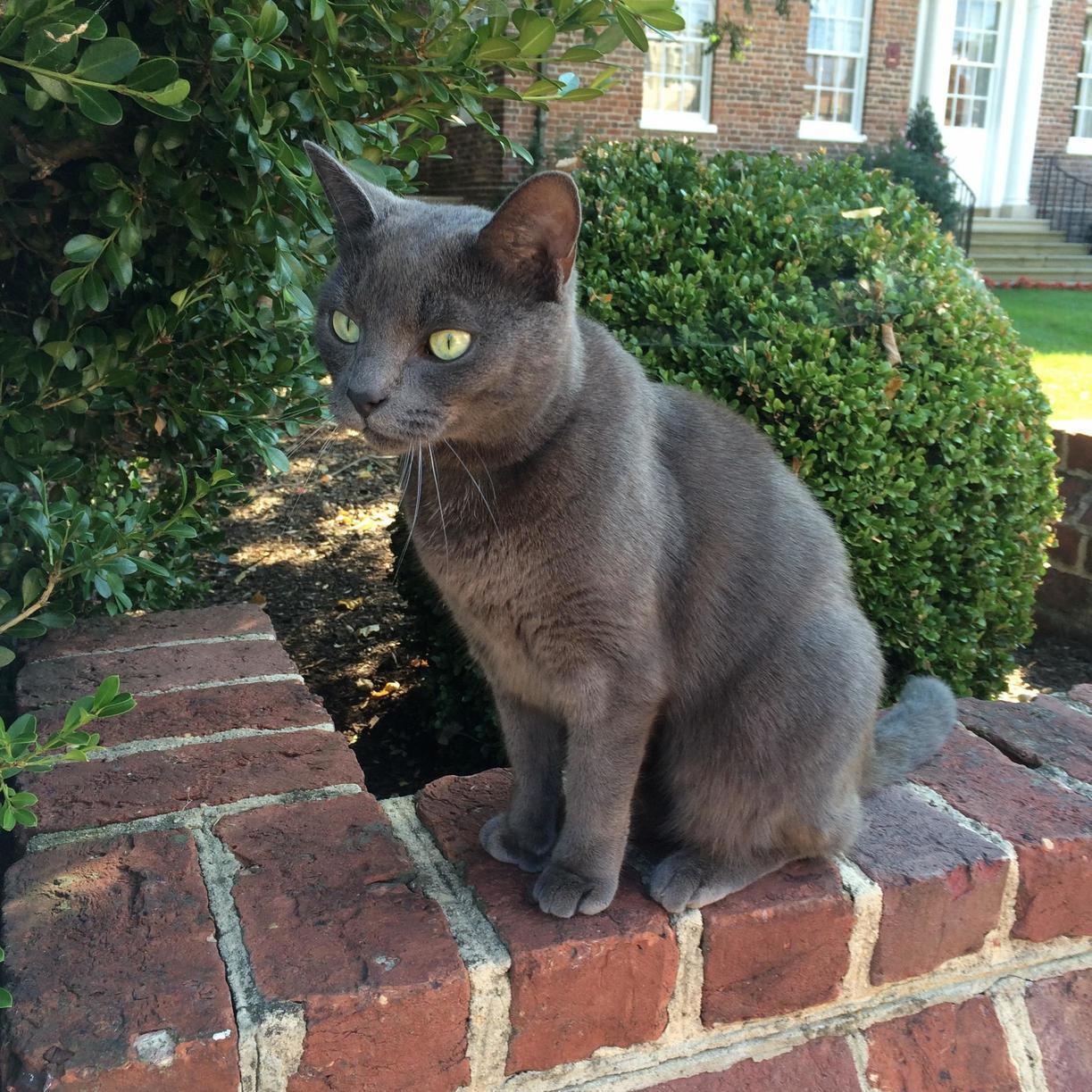 Help Me Find This Cats Owner Annapolis Md