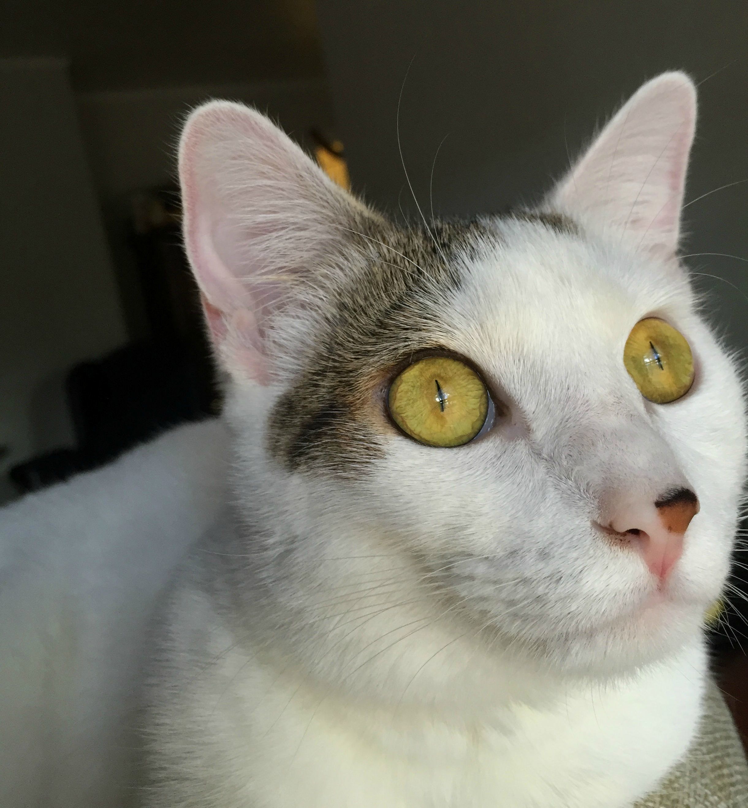 Heres a Closeup of My Kittens Eyes