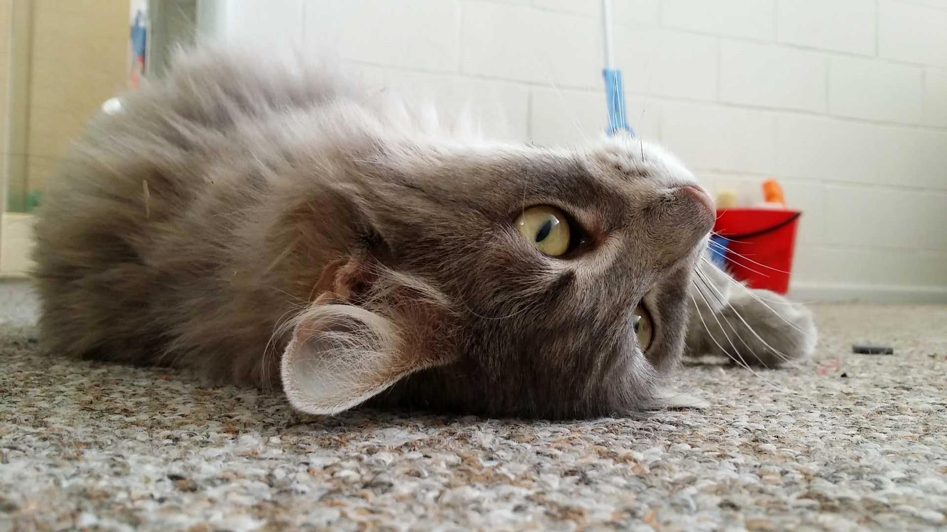 Heres My Little Navi.