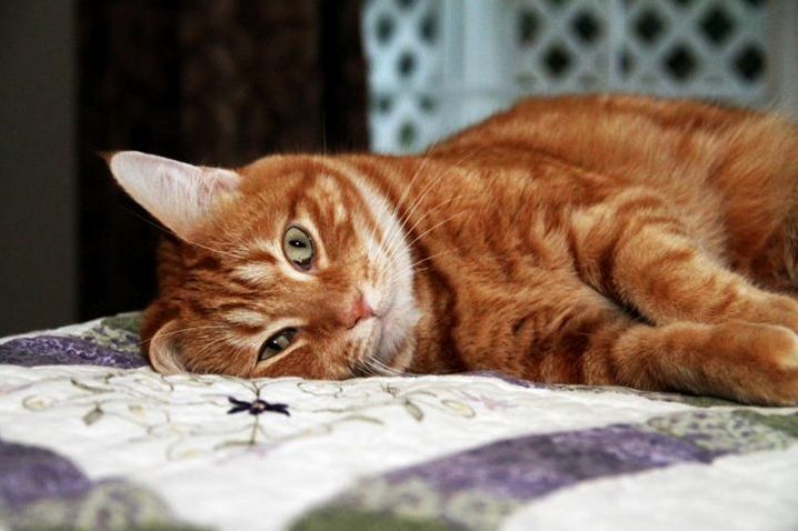 Hes Kind of a Scardey-cat and Kind of a Goof Ball. Thats Two of Many Reasons My Wife and I Love Him