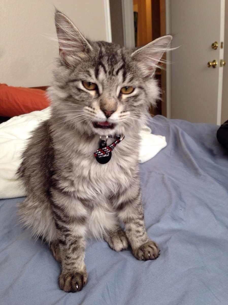 Hes Not a Morning Cat