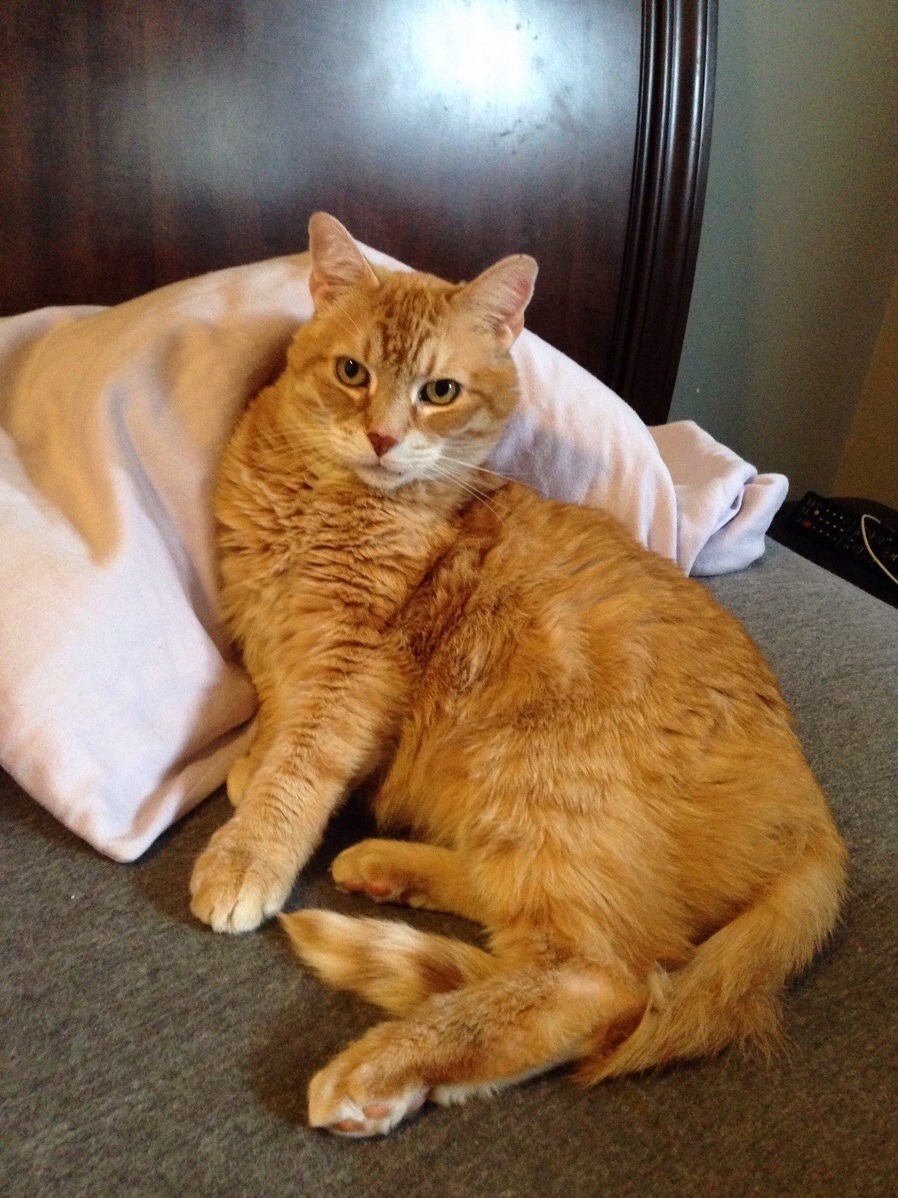 Hey Ralph This Is Chewy. Hes Also 15.